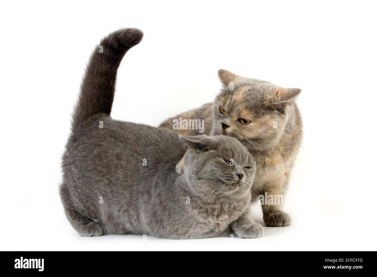 BLAU CREME BRITISCH KURZHAARKATZE UND BLAU BRITISCH KURZHAAR, DOMINANZ UND UNTERWERFUNG Stockfoto