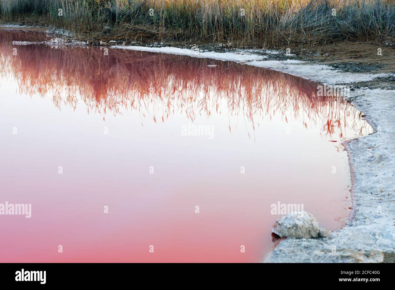 Schöner natürlicher Pool mit Salzkristallen und verwelkten Gras auf Ufer reflektiert in rosa Wasser am Tag Stockfoto