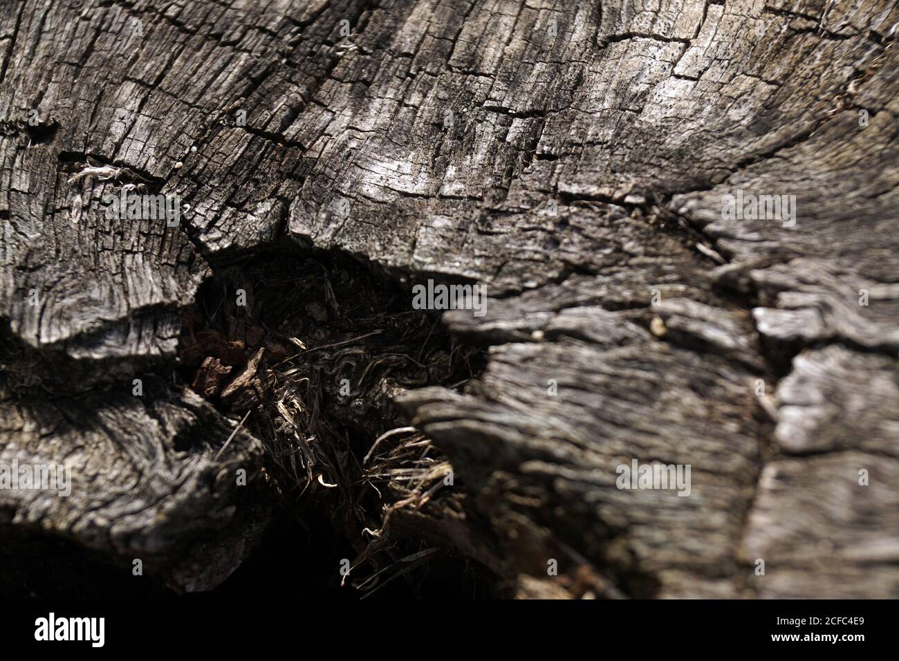 Von oben alter Stumpf von gefällten Baum mit trockenen rissig Oberfläche im Wald Stockfoto