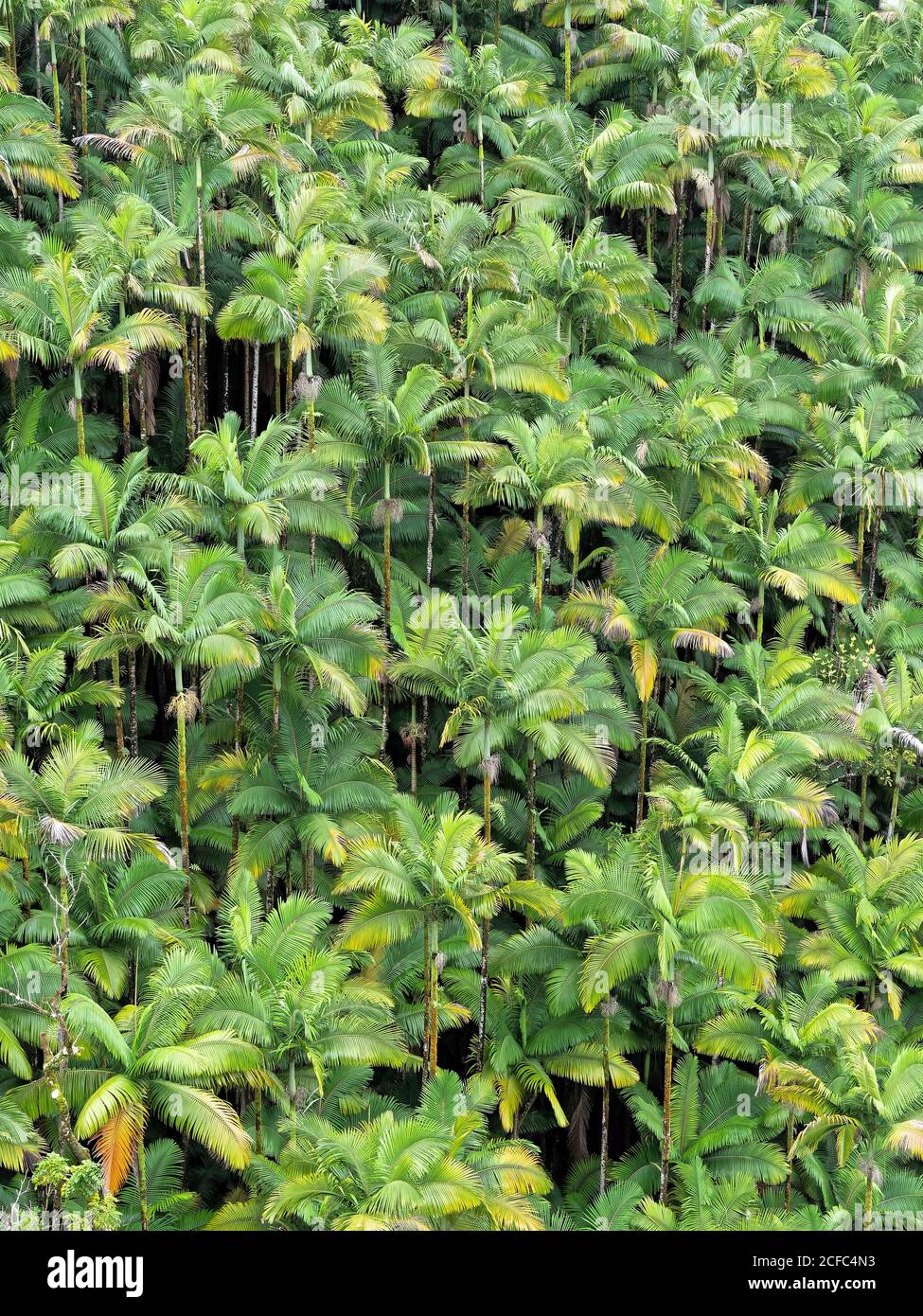 Arecaceae botanische Familie, Hawaii, Big Island, Natur, tropisch, USA, Palmen, Vegetation, grüne Farben, beruhigend, beruhigend, Gesundheit Stockfoto