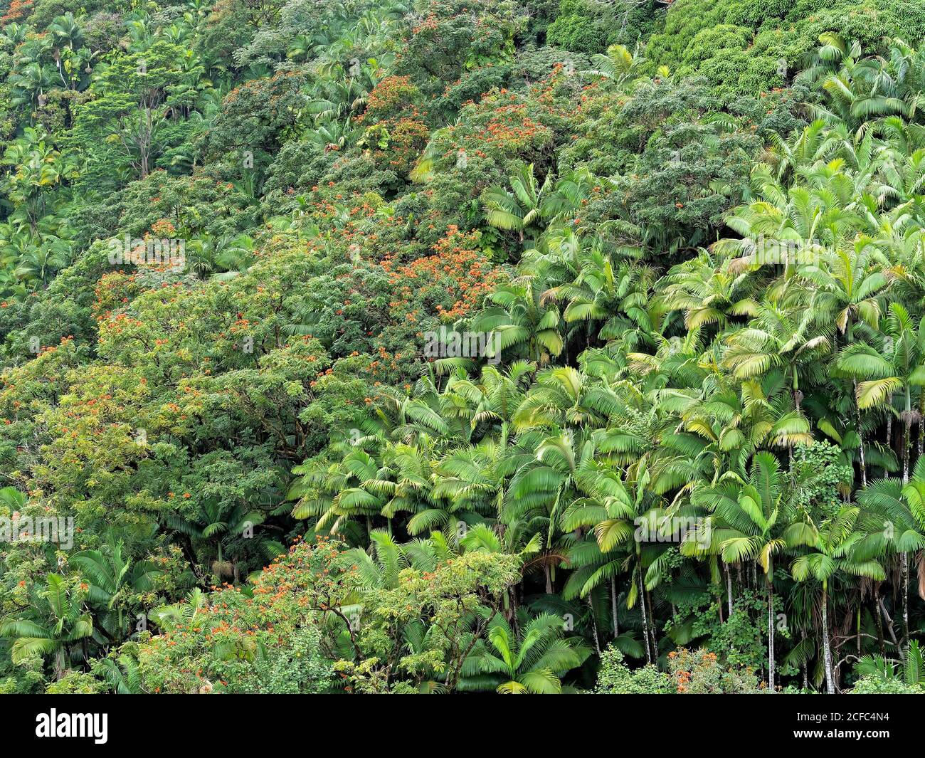 Arecaceae botanische Familie, Hawaii, Big Island, Natur, tropisch, USA, Palmen, Vegetation, grüne Farben, beruhigend, beruhigend, Gesundheit Stockfoto