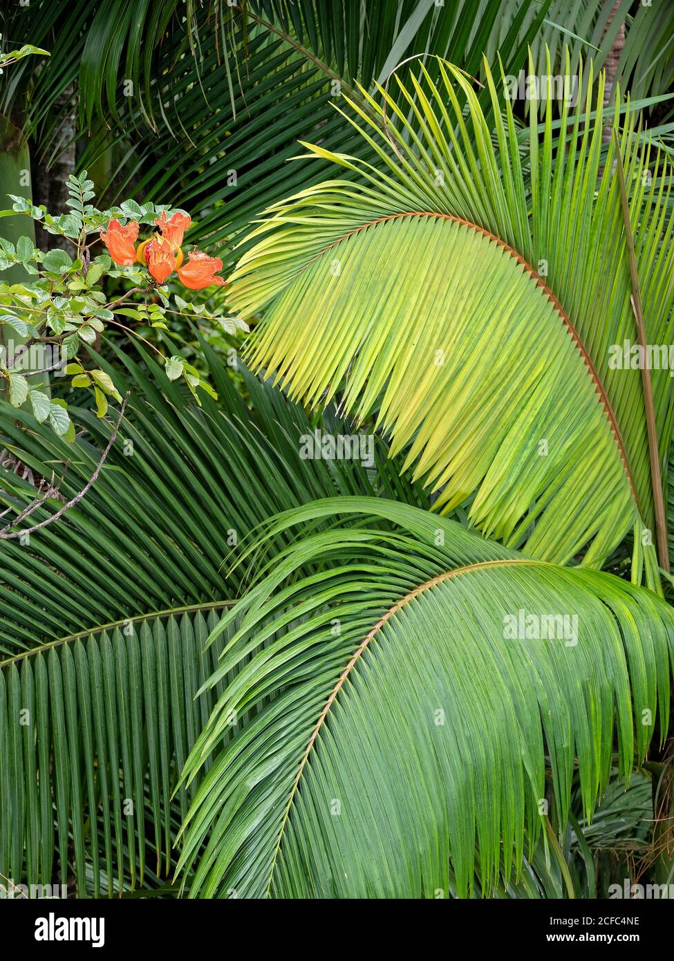 Arecaceae botanische Familie, Hawaii, Big Island, grüne Farbe, Hawai'i, Natur, tropisch, USA, Palmen, Vegetation, beruhigend, beruhigend, Gesundheit Stockfoto