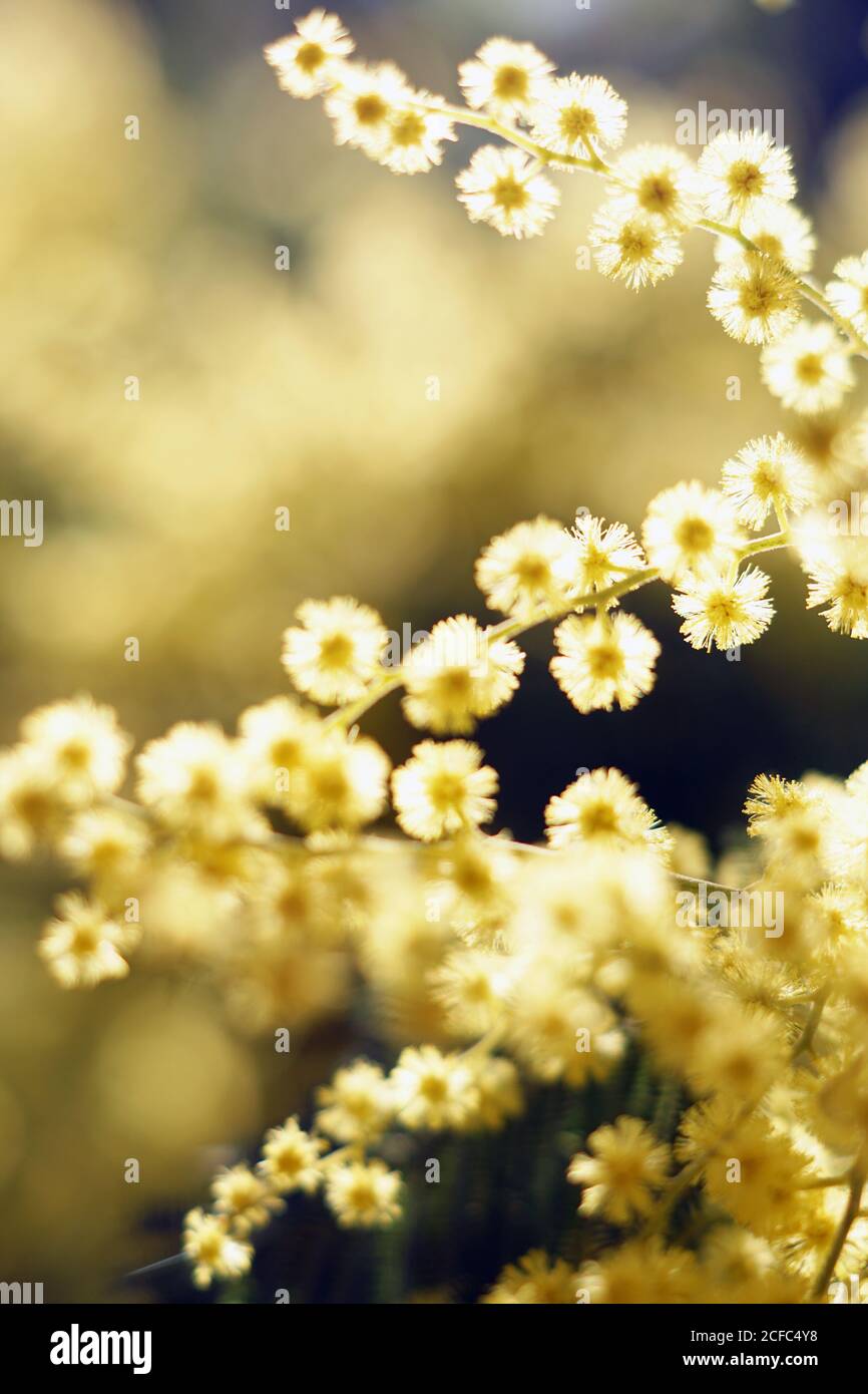 Zarte goldene Zweige an sonnigen Tagen Stockfoto