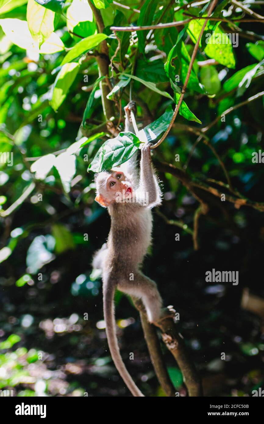 Affen im Affenwald von Ubud Bali Indonesien Stockfoto