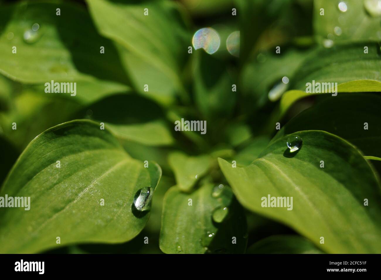 Wassertropfen auf grünen Blättern Stockfoto