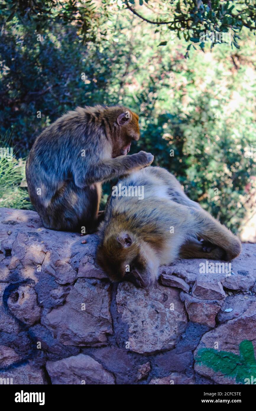 Zwei lausige Affen im Marrokko Atlasgebirge Stockfoto