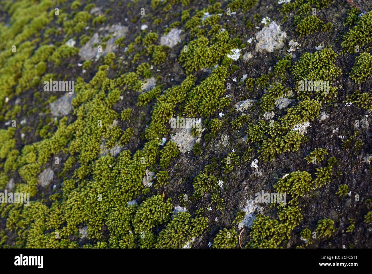 Nahaufnahme von bunten grünen Moospflanzen, die auf Felsen wachsen Details Stockfoto