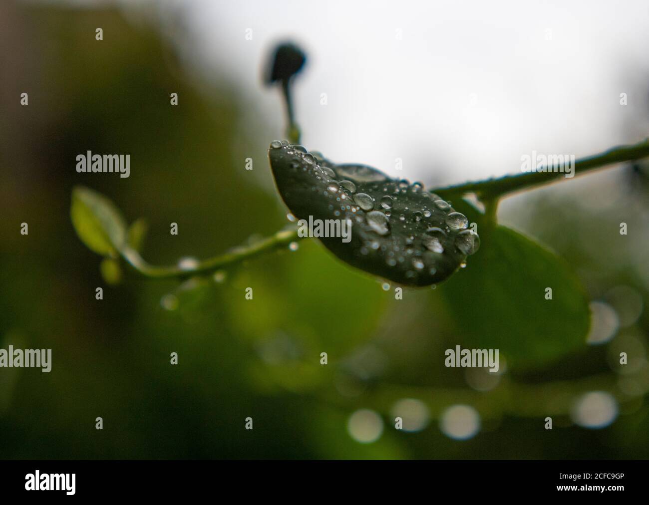 Grünes Blatt bedeckt mit Wassertröpfchen nach dem Sommerregen Stockfoto