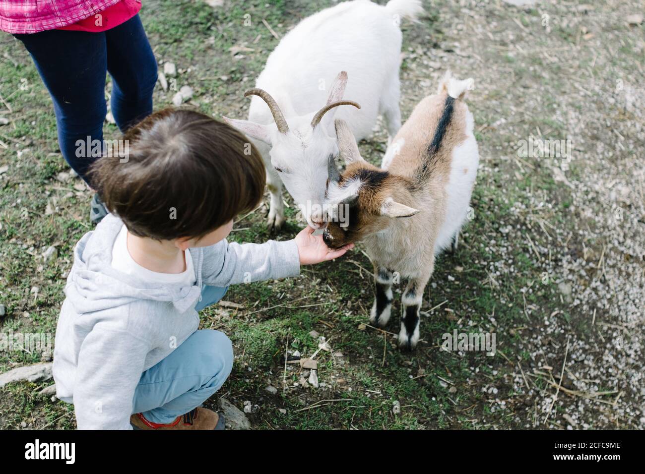 Von oben neugierig Kind Fütterung von Hand niedlichen flauschigen Ziegen Im grünen Hof Stockfoto