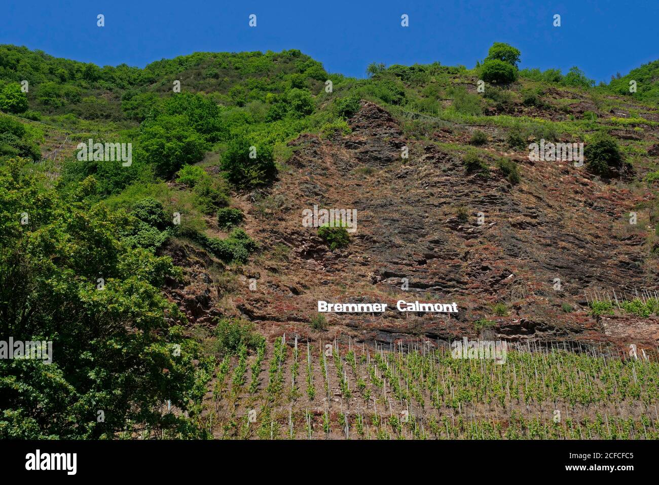 Weinberg Bremmer Calmont, steilster Weinberg Europas, Bremm, Moseltal, Rheinland-Pfalz, Deutschland Stockfoto