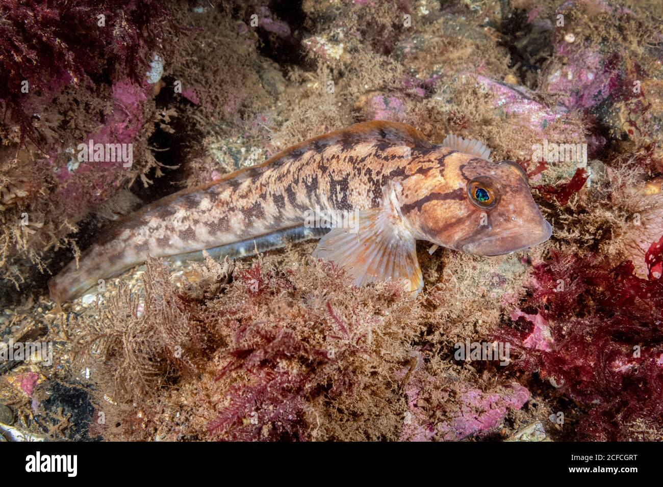 Ocean Pout, Zoarces americanus, Eastport, Maine, USA, Atlantik Stockfoto