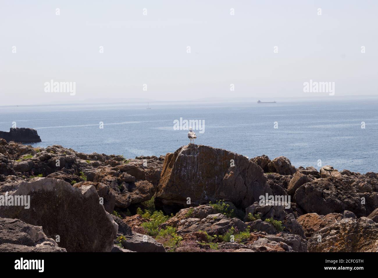 Bild der Möwe auf den Felsen an der Küste des Atlantischen Ozeans sitzend und auf den tiefen Ozean blickend, wird dieser Ort Boca do Inferno genannt Stockfoto