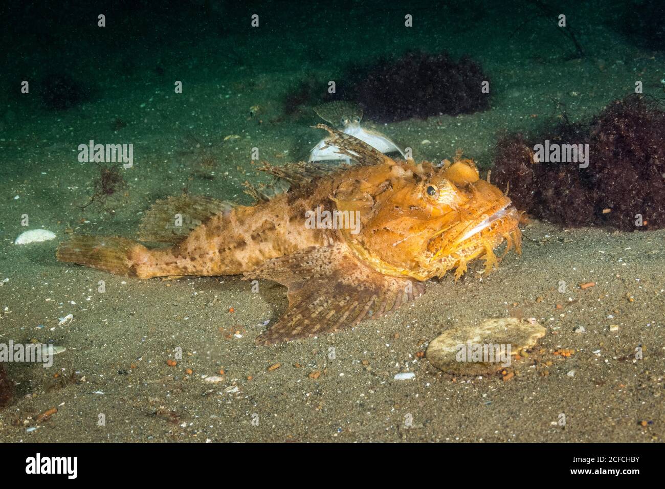 Sea Raven, Hemitripterus americanus, Golf von Maine Stockfoto