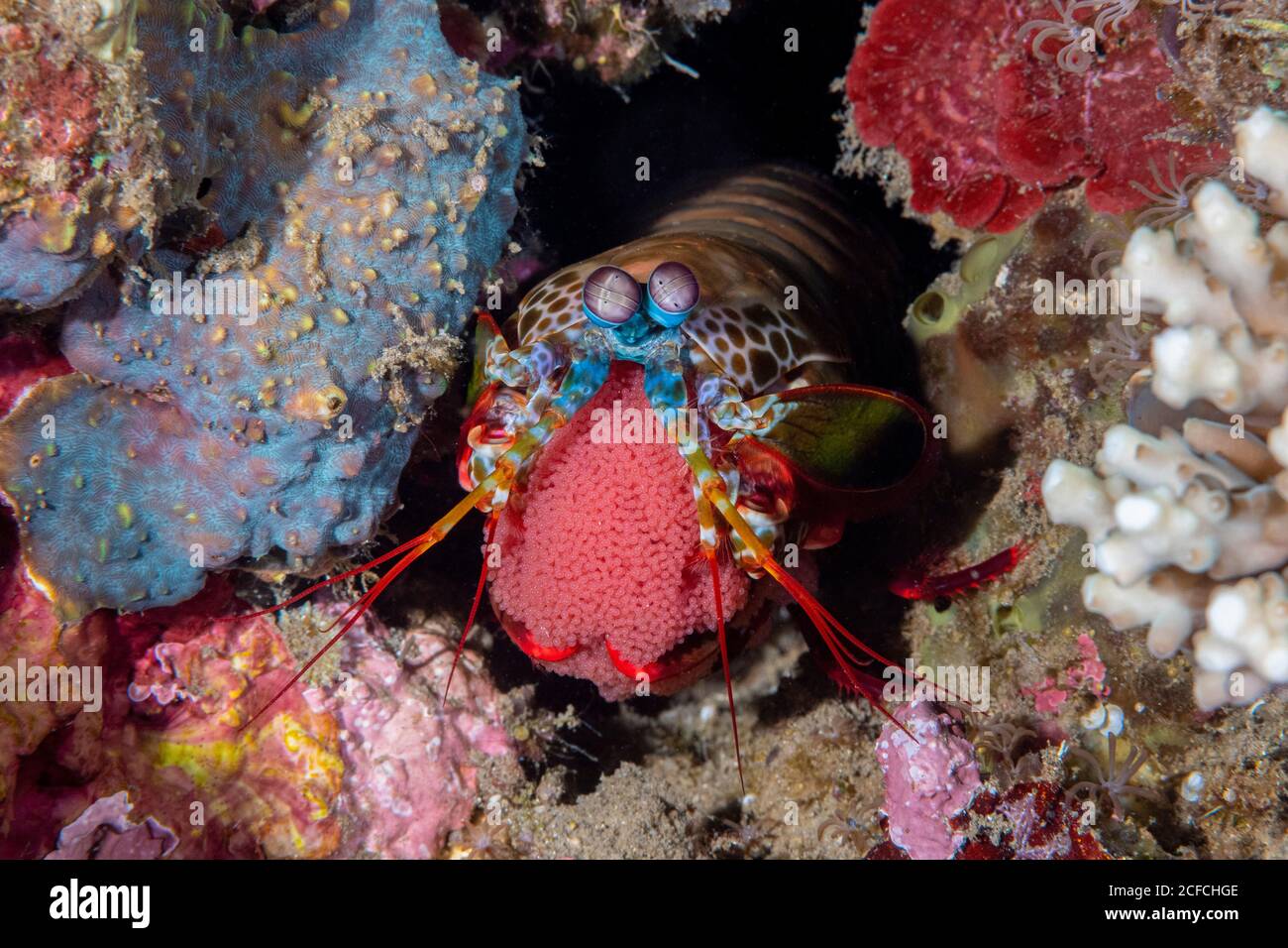 Pfauenmantis Shrimp, Odontodactylus scyllarus, Dumaguete, Philippinen, Pazifischer Ozean. Weibchen trägt Eier. Auch bekannt als Painted Mantis Shrimp und Stockfoto