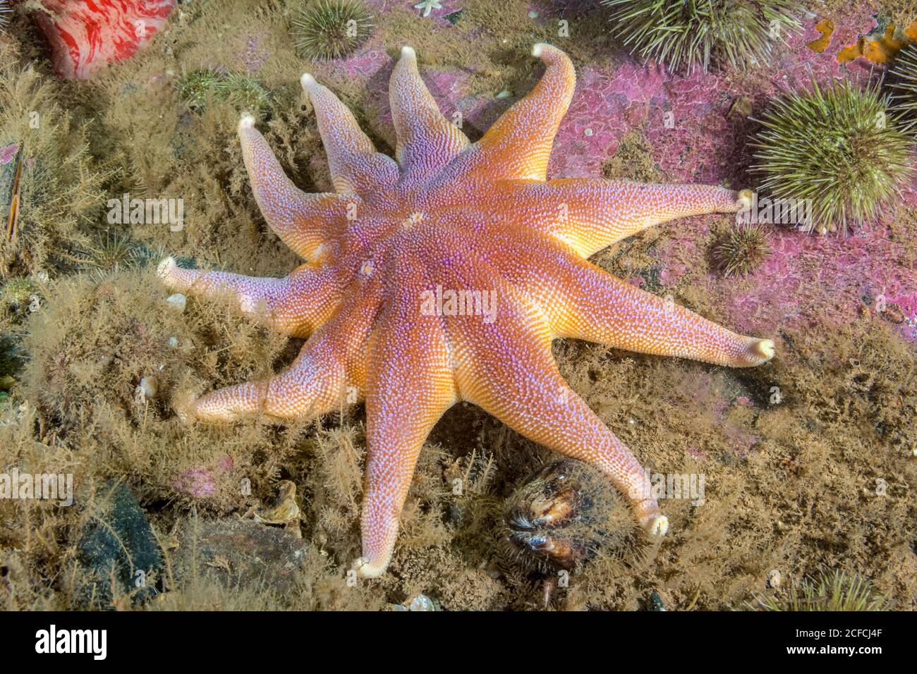 Smooth Sun Star, Solaster endeca, Deer Island, New Brunswick, Kanada, Atlantischer Ozean, ein aktives Raubtier ernährt sich auch von Meeressternen. Auch bekannt als Purpl Stockfoto