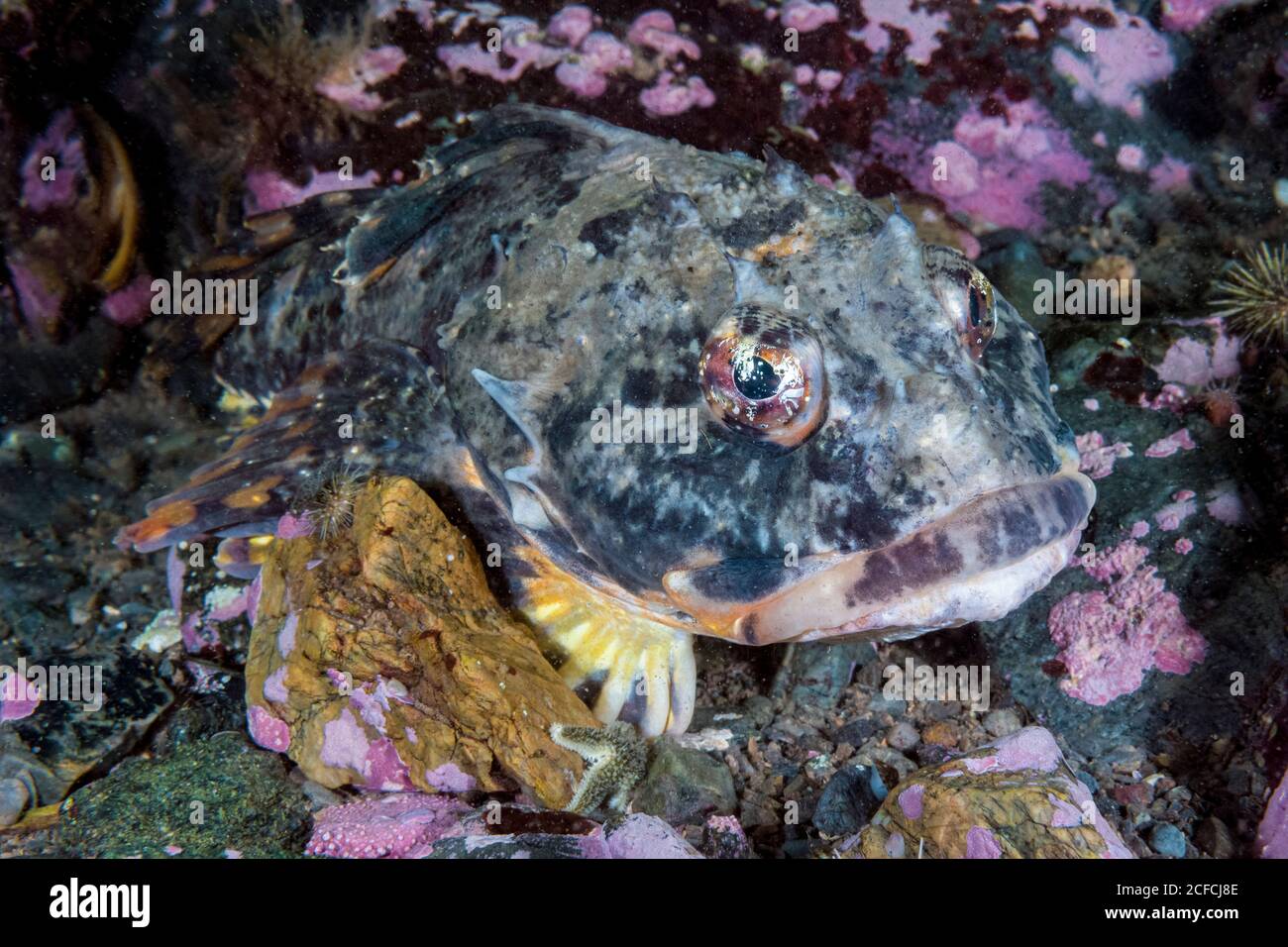 Shorthorn Sculpin, Myoxocephalus scorpius, Deer Island, New Brunswick, Kanada, Atlantik Stockfoto