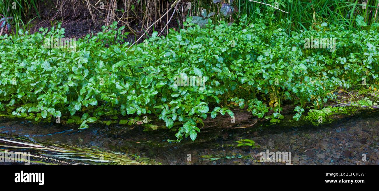 Neuseeländische Landschaft, ikonische Kiwi-Szenen: Üppige Wucherungen von Watercress (Nasturtium officinale) in einem kristallklaren Strom. Stockfoto