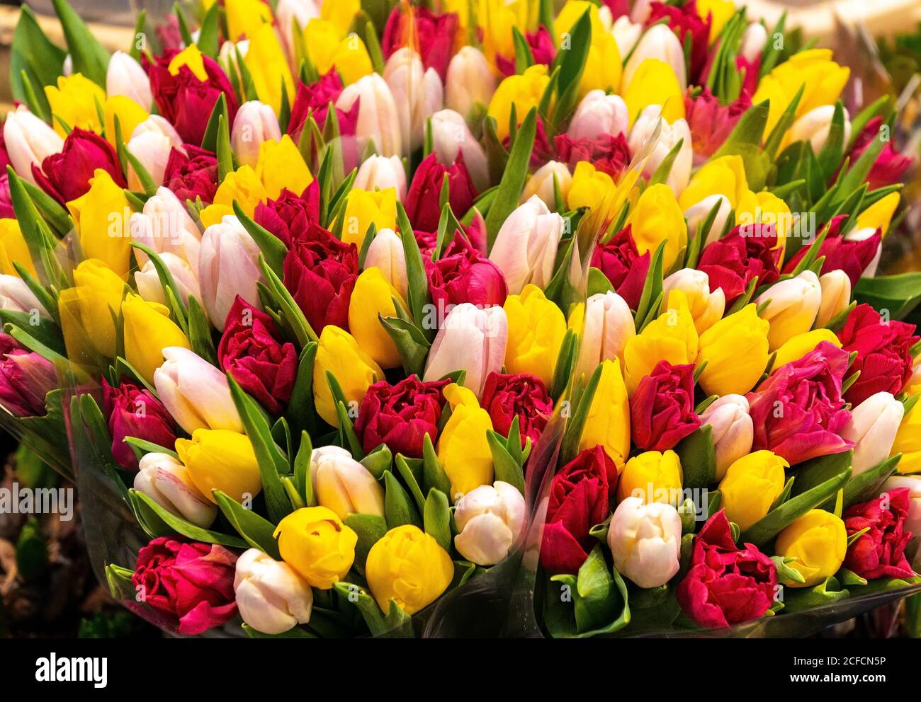 Nahaufnahme von Tulpen (Tulipa) zum Verkauf in der Stadt Amsterdam, Niederlande. Stockfoto