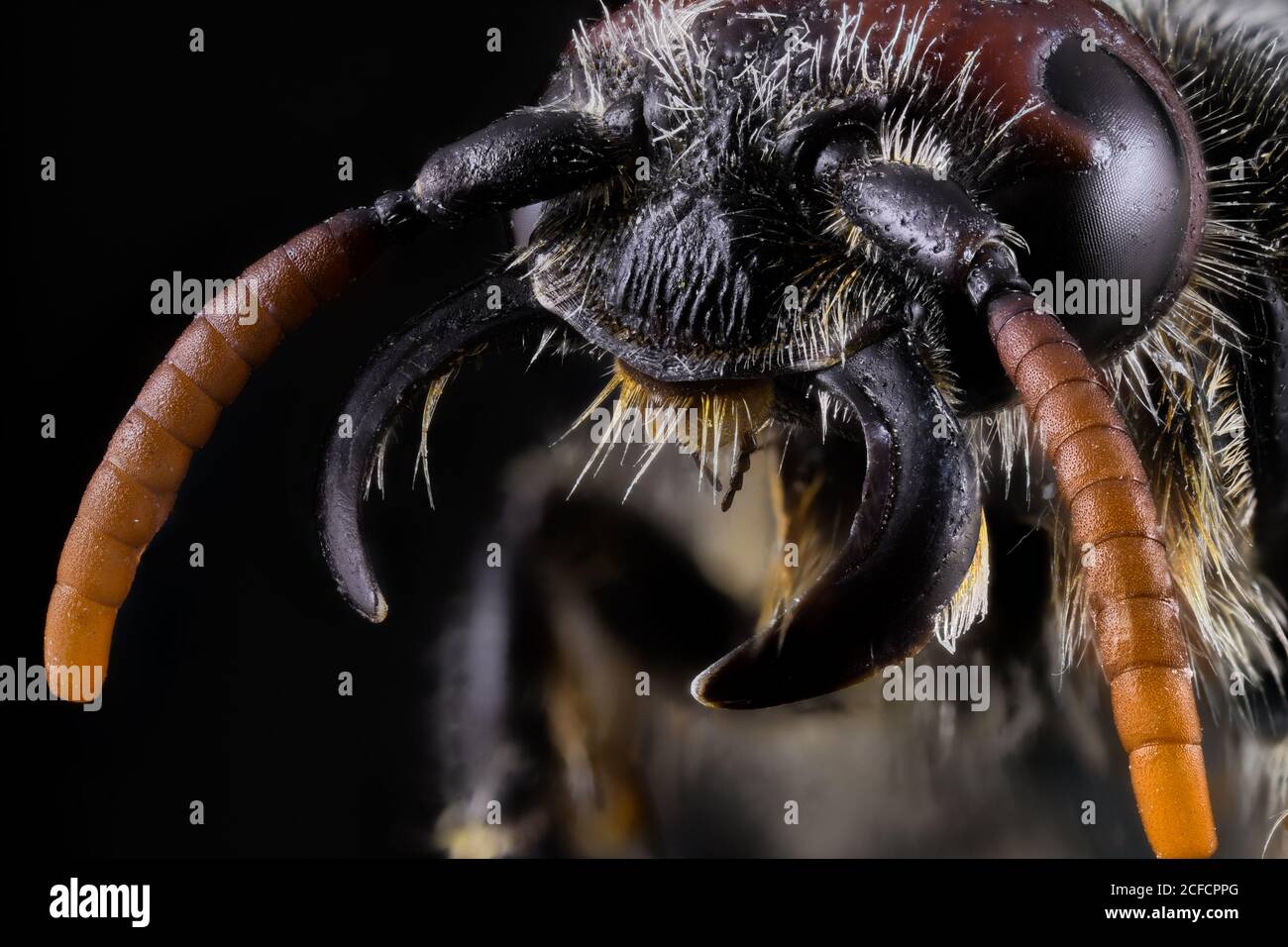 Nahaufnahme vergrößerter Teil der schwarzen und braunen Ameise in schwarz Hintergrund Stockfoto