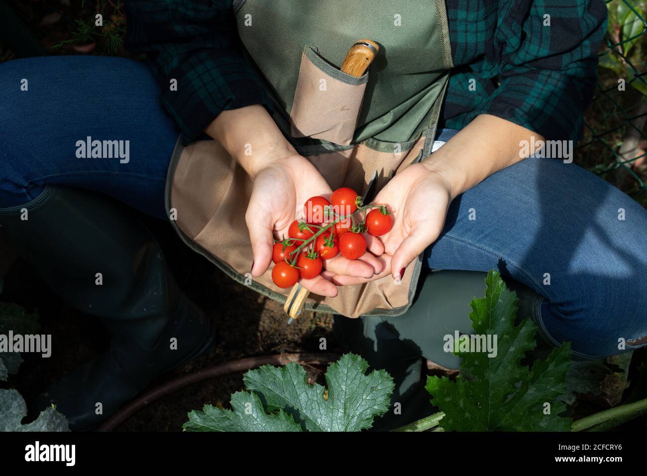 Glücklicher Gärtner hält Zweig der Tomatenkirsche Stockfoto