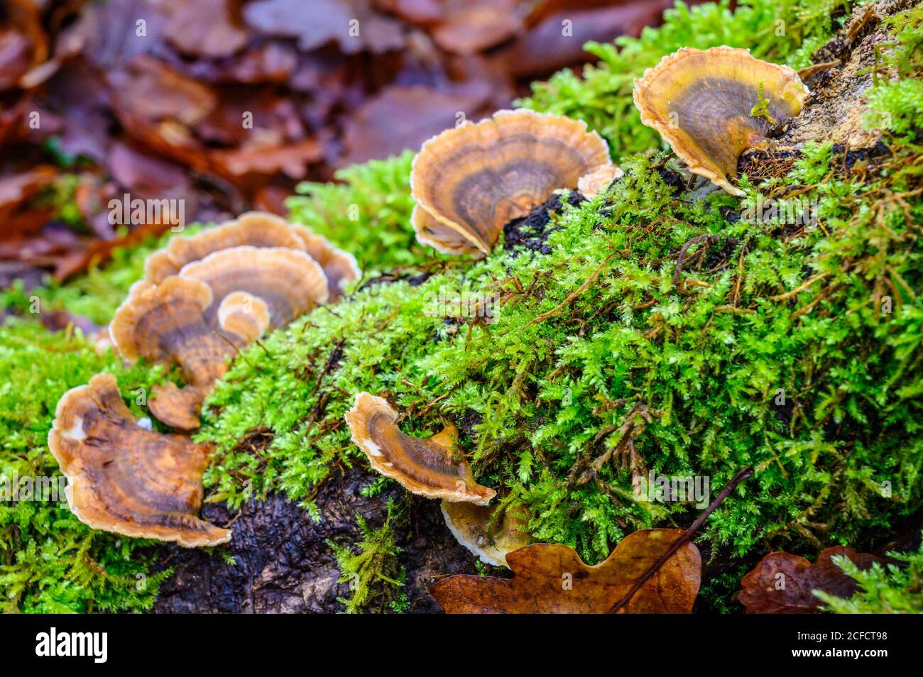 Darmstadt dieburg kreis Fotos und Bildmaterial in hoher Auflösung Alamy