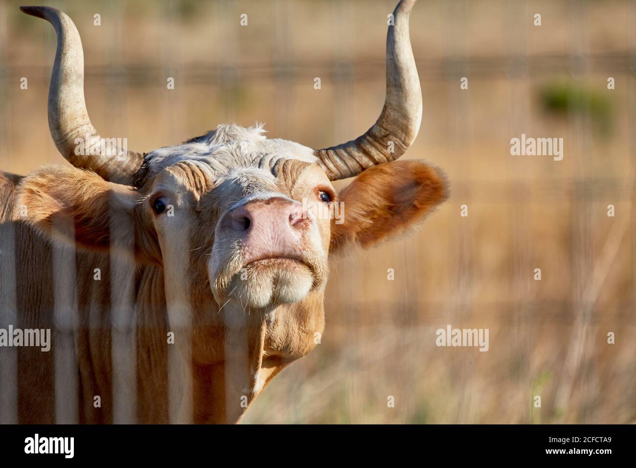Nahaufnahme einer Criollo-Kuh mit geringer Tiefe Von Feld Stockfoto