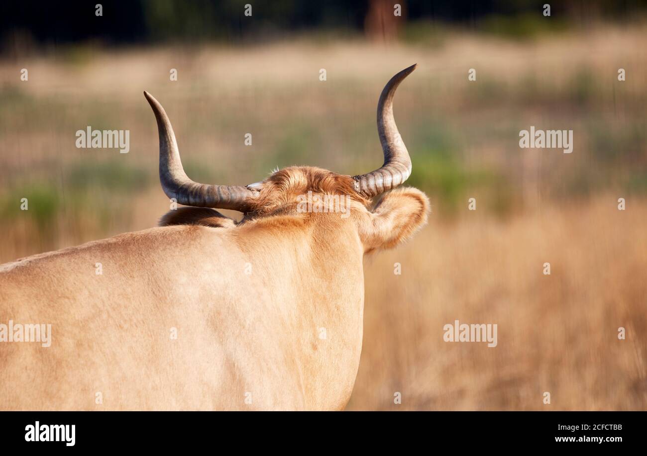 Criollo Kuh mit Hörnern Hinterkopfansicht mit seichtem Schärfentiefe Stockfoto