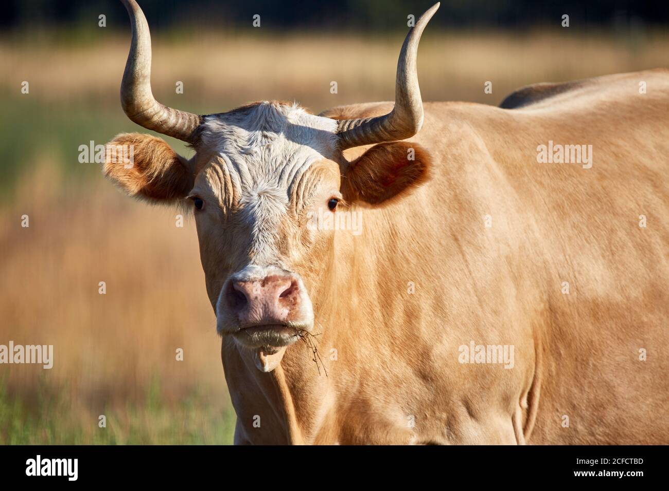 Nahaufnahme einer Criollo-Kuh, die mit flachem Kauen kaut Schärfentiefe Stockfoto