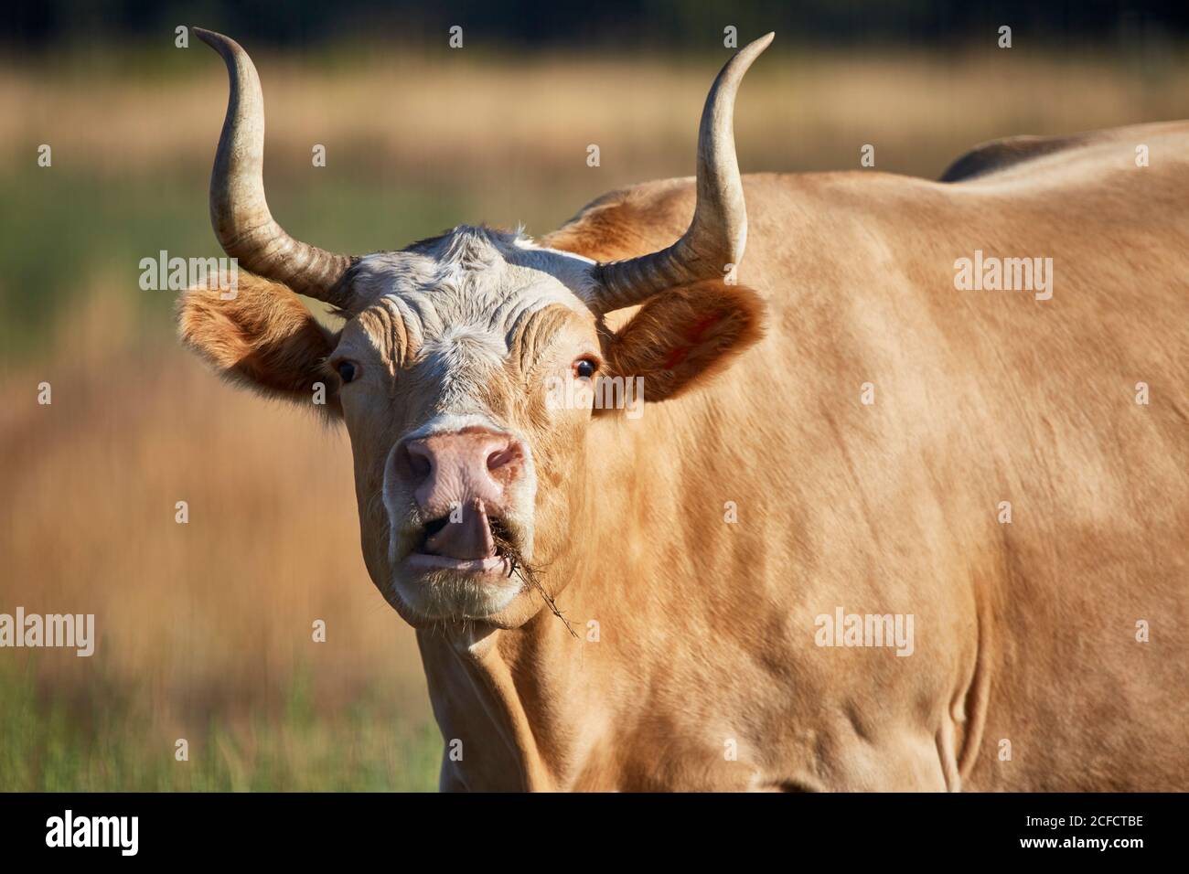 Nahaufnahme einer Criollo-Kuh, die Zunge zeigt Mit geringer Schärfentiefe Stockfoto