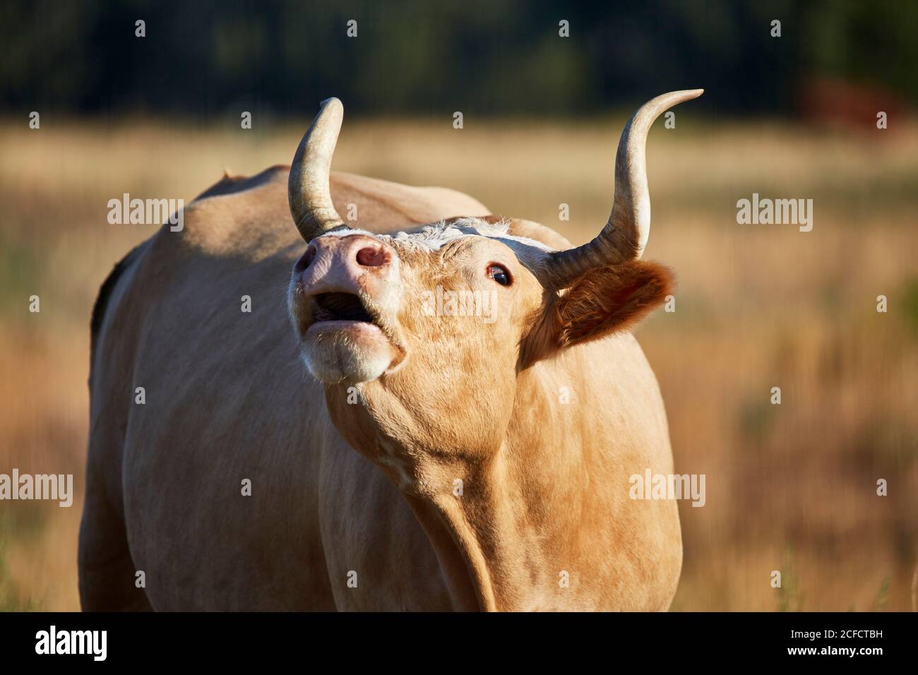 Nahaufnahme einer Criollo-Kuh, die ihren Kopf hebt Beim Mooing mit geringer Schärfentiefe Stockfoto