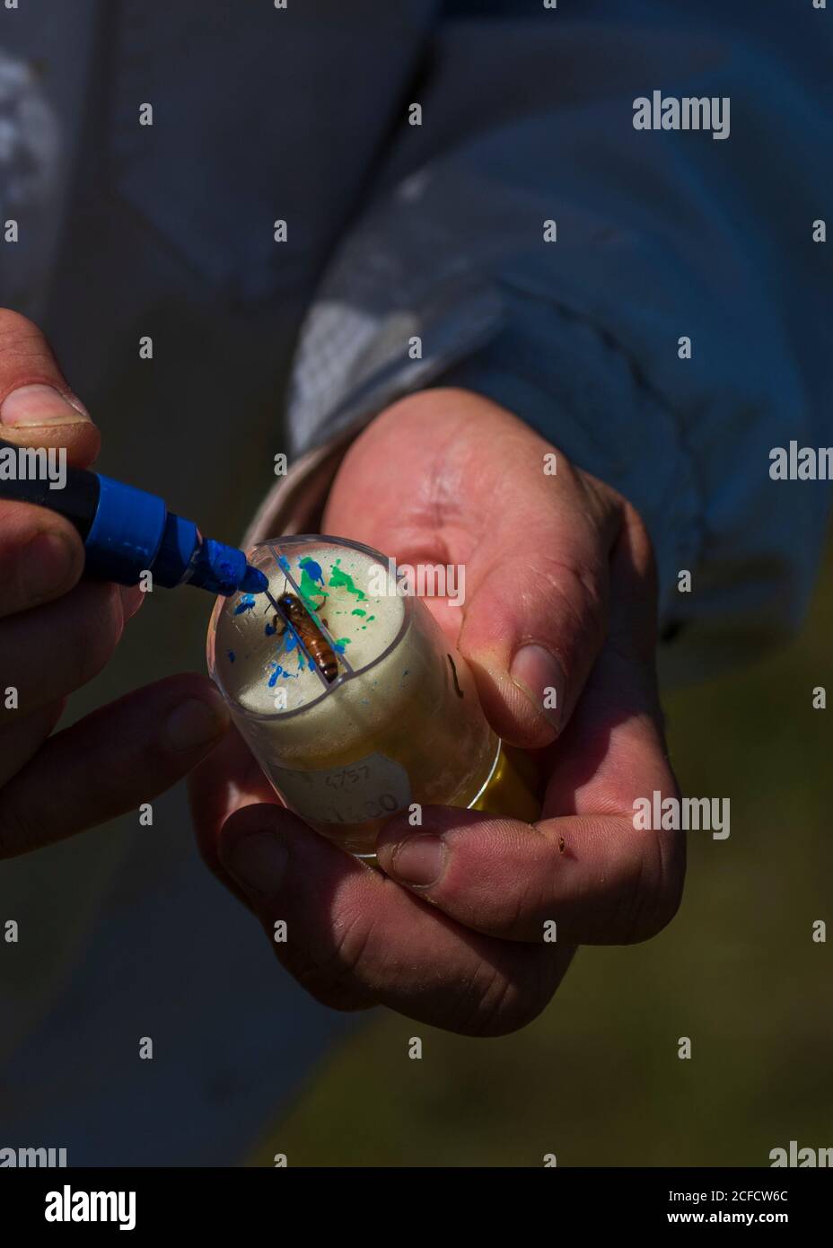 Eine Imkerei am Waldrand: Alltag eines Imkers. Hier wird eine Königin (weiser Mann) mit der Farbe des Jahres gezeichnet. Stockfoto