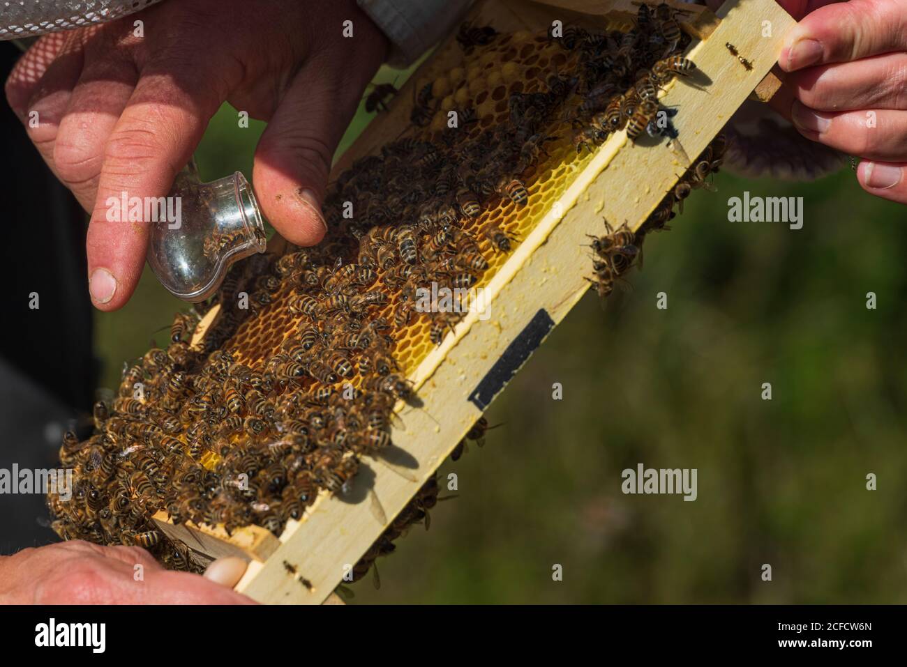 Eine Imkerei am Waldrand: Alltag eines Imkers. Hier wird eine Königin (weiser Mann) gefangen und dann mit der Farbe des Jahres gezeichnet. Stockfoto