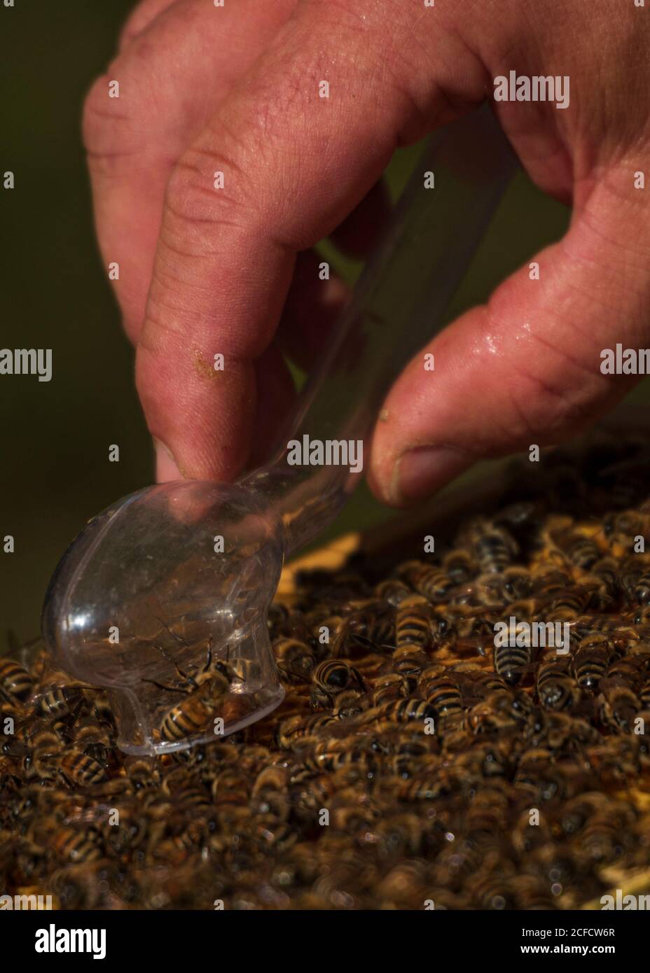 Eine Imkerei am Waldrand: Alltag eines Imkers. Hier wird eine Königin (weiser Mann) gefangen und dann mit der Farbe des Jahres gezeichnet. Stockfoto