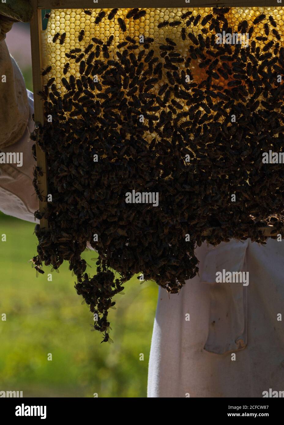 Eine Imkerei am Waldrand: Alltag eines Imkers. Imker inspizieren die Wabe: Hier ein Bienenstock oder ein Bauhaufen. Stockfoto