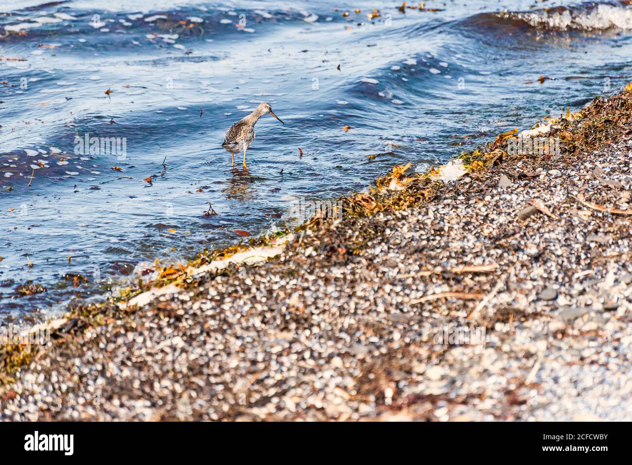 Kleiner Sandpiper wat auf der Suche nach Nahrung durch das Meer. Stockfoto