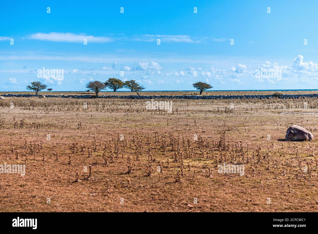 Karstlandschaft, einzelne Bäume am Horizont, blauer Himmel Stockfoto