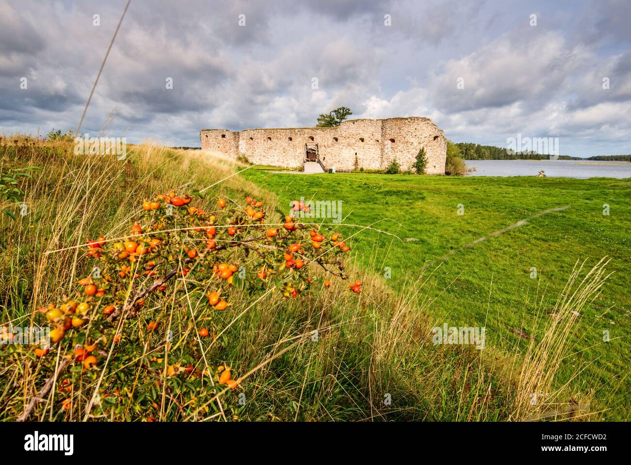 Burgruinen vor dem Helgasjön, dramatischer Himmel, im Vordergrund ein rosenhüftender Busch Stockfoto