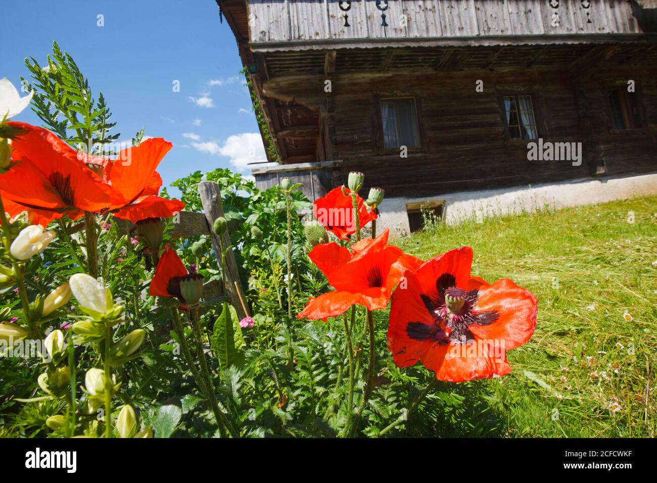 Maismohn (Papaver rhoeas) im Garten der Hütte Stockfoto