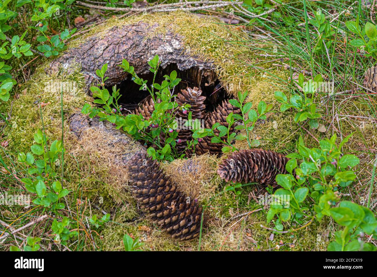 Naturgemachtes Nest mit Zapfen, Stillleben im Wald Stockfoto