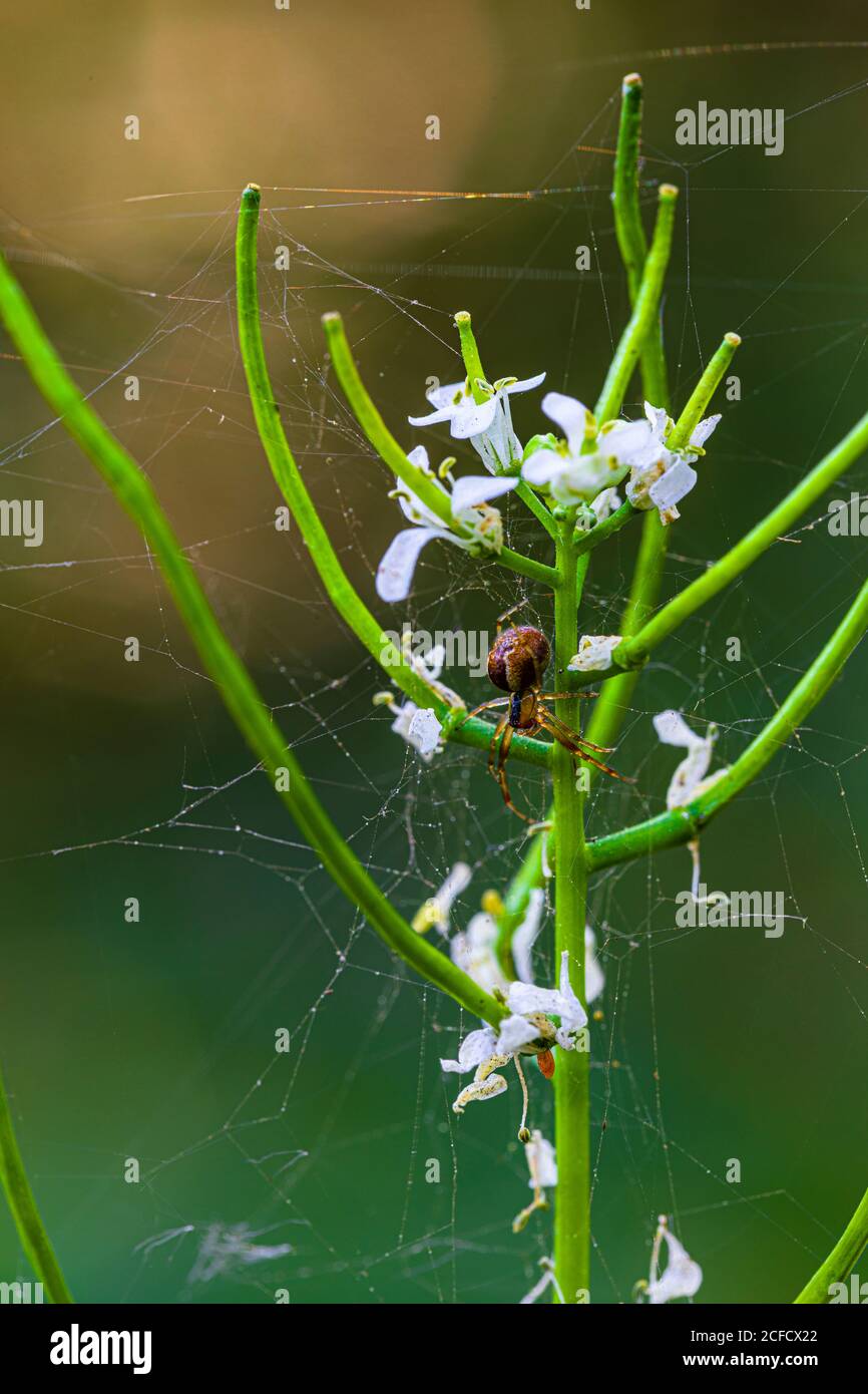 Bittere Bändchenblume (Ideris amara), Bauernsenf, blühte mit Spinnennetz und kleiner Spinne Stockfoto