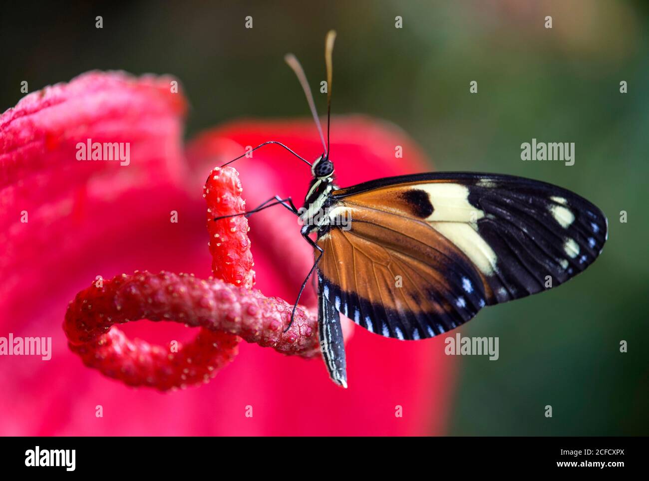 Neotropischer Schmetterling Heliconius ismenius, trinkt Nektar aus einer Anthuriumblume, Familie Edelfalter (Nymphalidae), Mindo Region, Ecuador Stockfoto