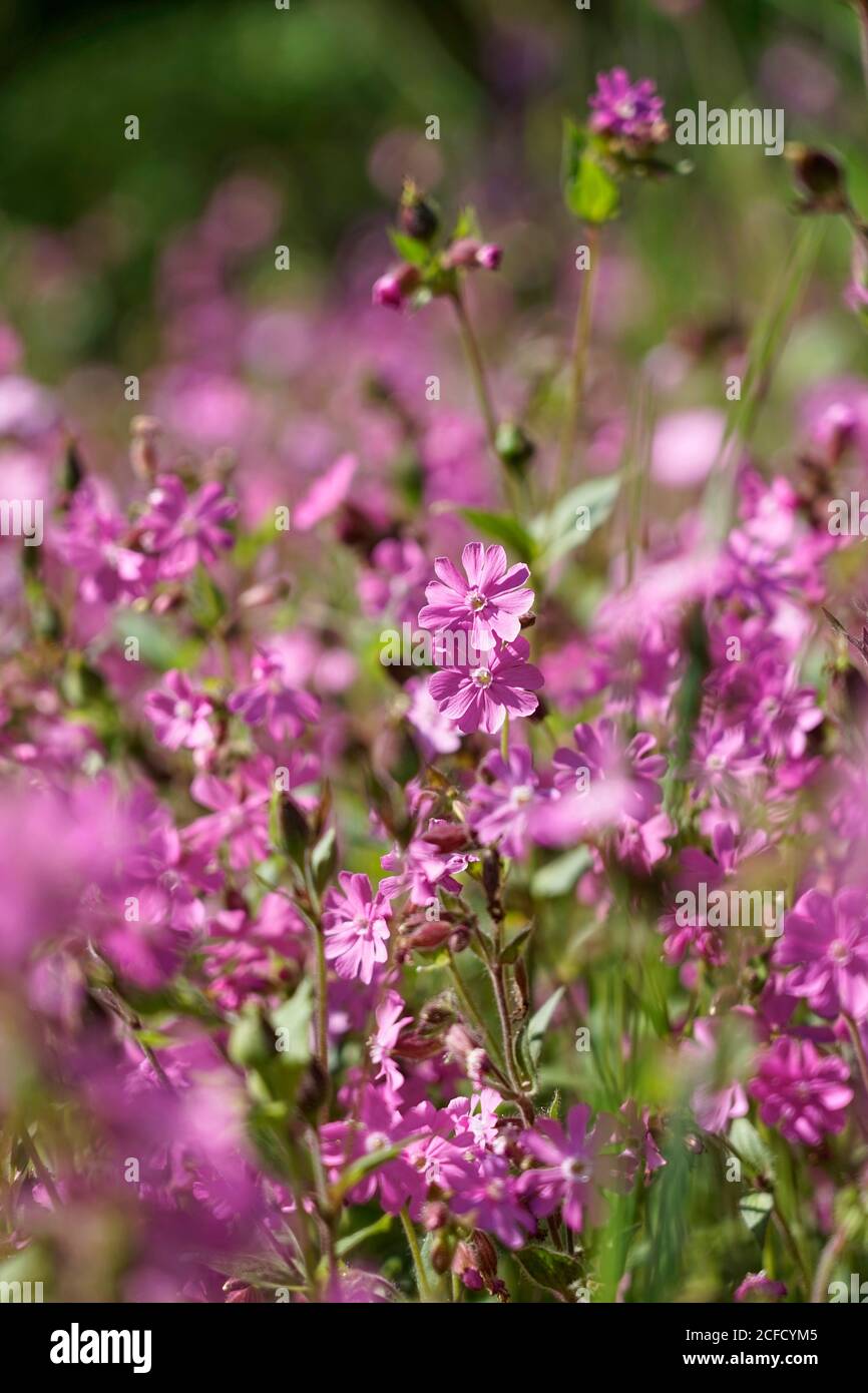 [Deutschland, Bayern, Oberbayern, Rote Nelken, Silene dioica, scharf-verschwommene Stimmung Stockfoto