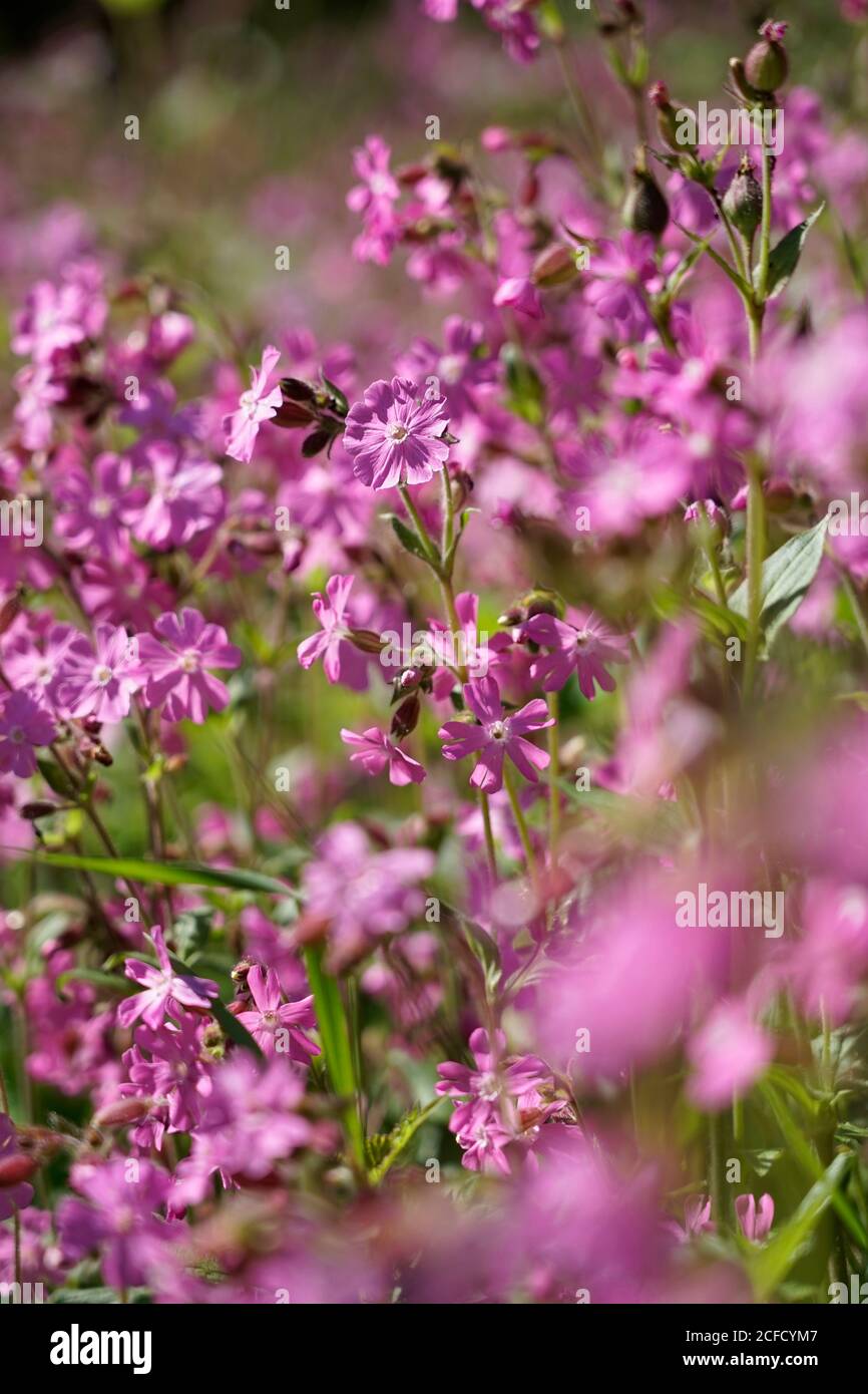 [Deutschland, Bayern, Oberbayern, Rote Nelken, Silene dioica, scharf-verschwommene Stimmung Stockfoto