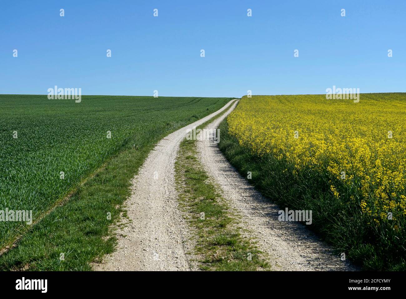 Deutschland, Bayern, Oberbayern, Altötting, Feldweg, Rapsfeld, blauer Himmel Stockfoto
