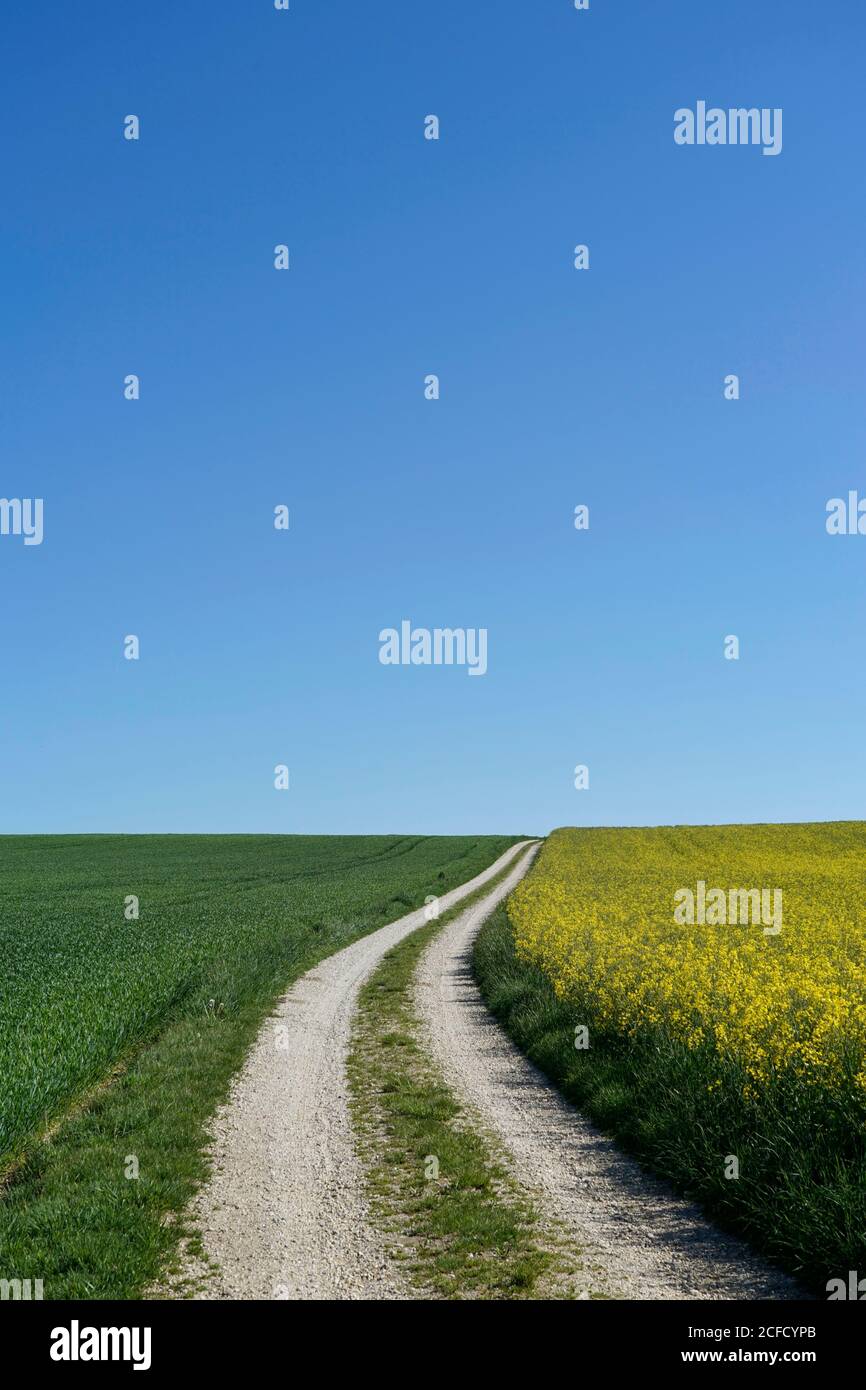 Deutschland, Bayern, Oberbayern, Altötting, Feldweg, Rapsfeld, blauer Himmel Stockfoto