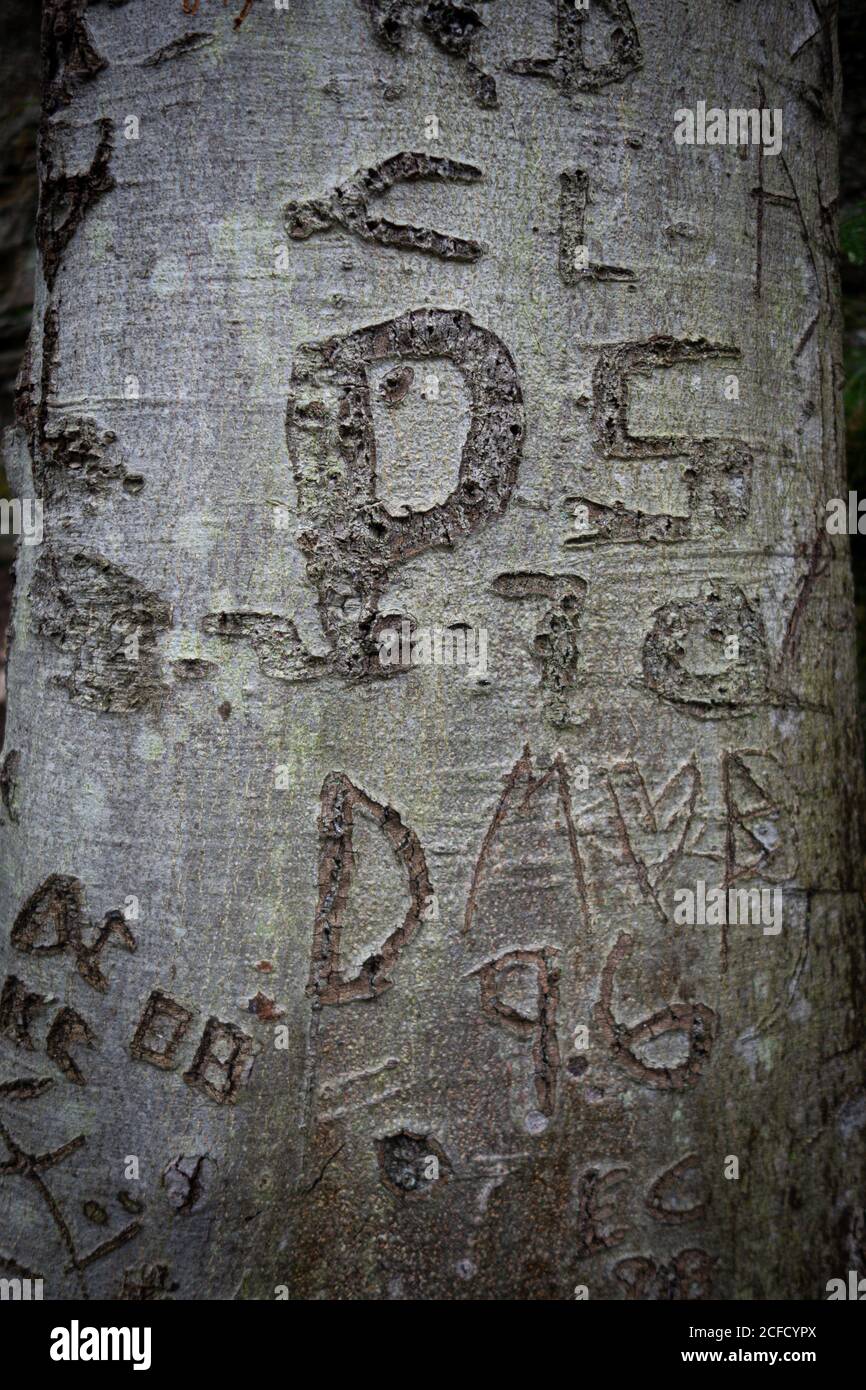 Baumstamm mit verschiedenen Buchstaben und Symbolen, die in die Rinde geschnitzt sind und Zeichen von Witterung und Alter zeigen Stockfoto