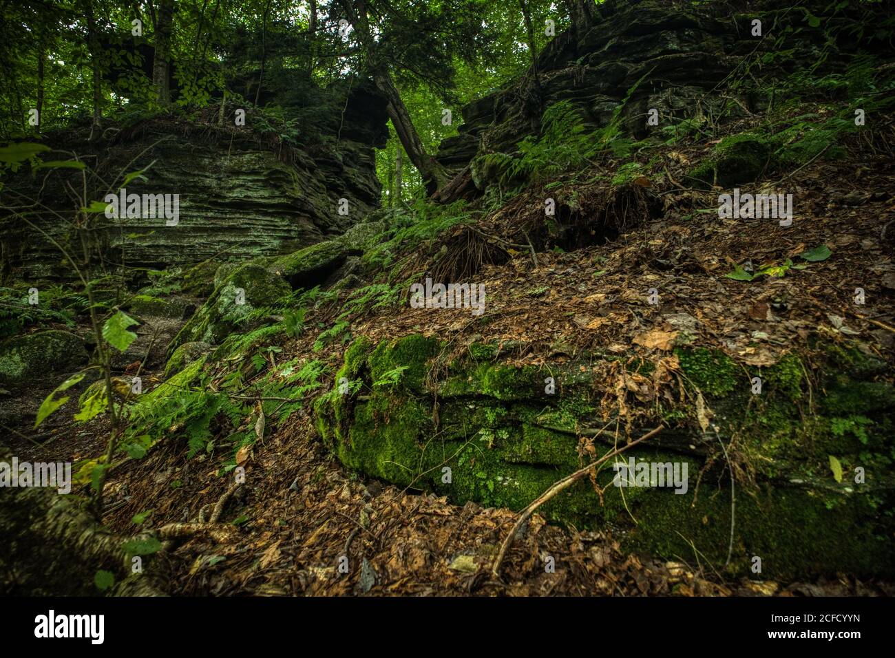 Panama Rocks Scenic Park, Chautauqua County, New York, USA - ein alter versteinerter Wald aus Quarzkonglomerat Stockfoto