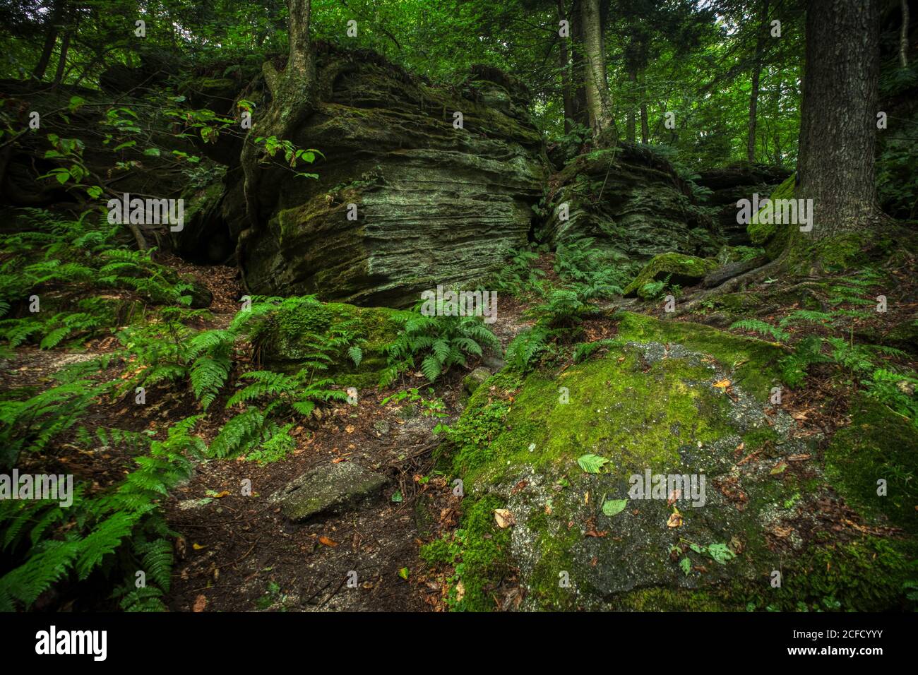 Panama Rocks Scenic Park, Chautauqua County, New York, USA - ein alter versteinerter Wald aus Quarzkonglomerat Stockfoto