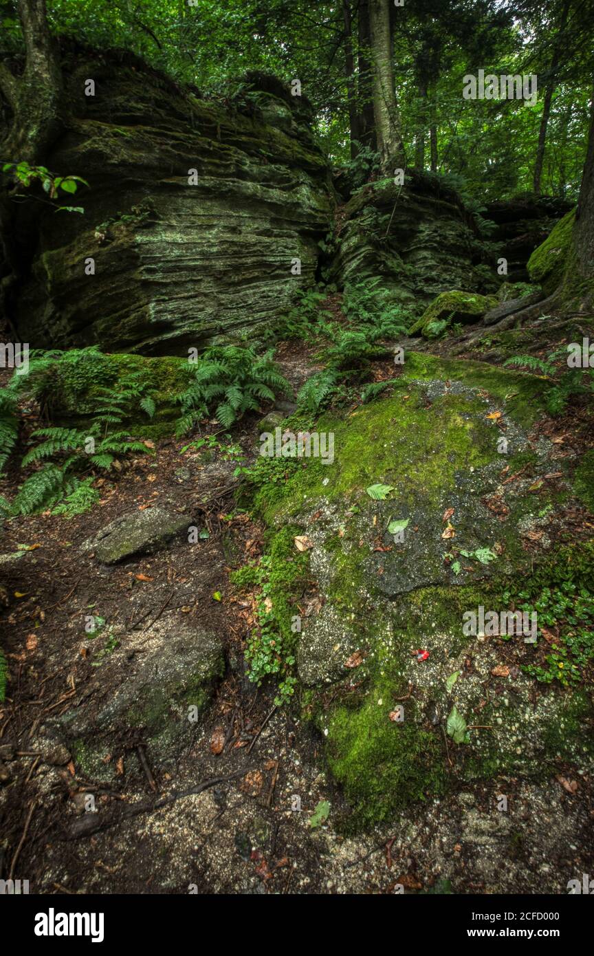 Panama Rocks Scenic Park, Chautauqua County, New York, USA - ein alter versteinerter Wald aus Quarzkonglomerat Stockfoto