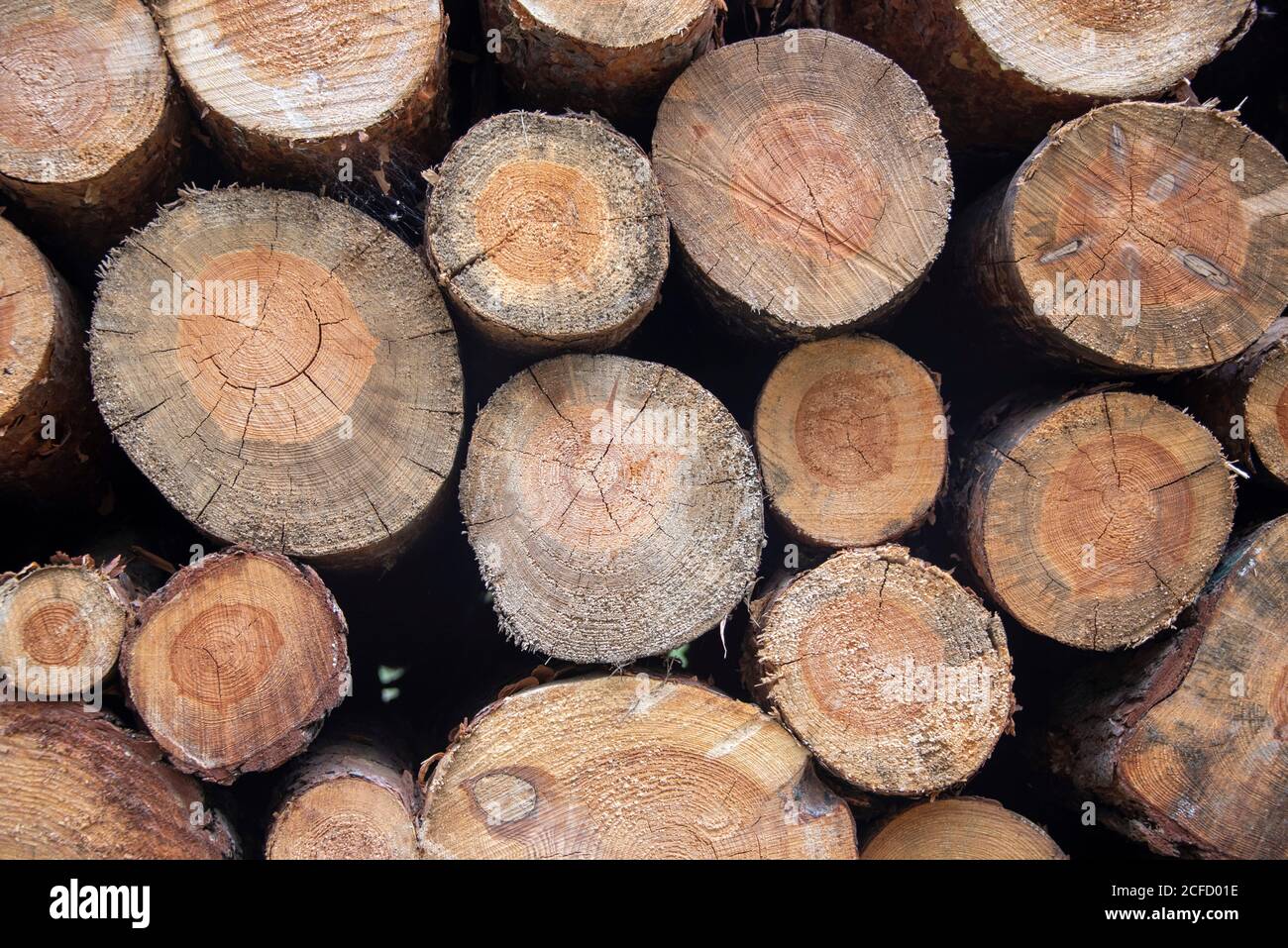 Schneiden Sie die Oberflächen der Baumstämme mit Jahresringen. Stockfoto
